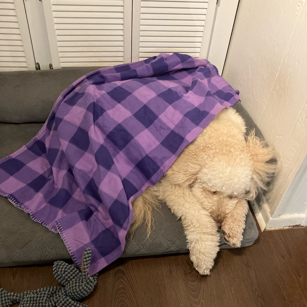 Like this listing to know when I’m live!  @lillycroft - Picture 3 of 3